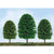 Scenic Tree, 2in to 3in, N-Scale, (36 per pack)