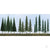 Pine Conifer Spruce, 2.5in to 6in, N to HO-Scale, (45 per pack)