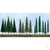 Pine Conifer Spruce, 2.5in to 6in, N to HO-Scale, (45 per pack)