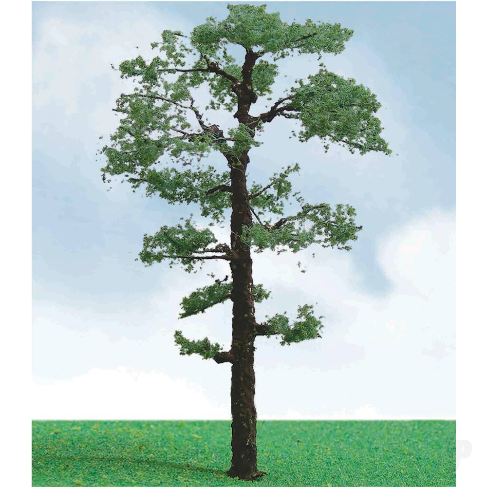 Scots Pine, 3.5in to 4in, (2 per pack)