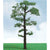 Scots Pine, 3.5in to 4in, (2 per pack)