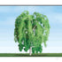 Weeping Willow, 2in, (3 per pack)