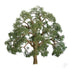 Live Oak, 1-1/2in, (4 per pack)