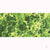 Fine Foliage Clusters, Light Green, 150 Sq. in