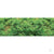 Fine Foliage Clusters, Light Green, 150 Sq. in