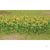 Sunflowers, 1in Tall, HO-Scale, (16 per pack)