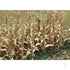 Dried Corn Stalk, HO-Scale, (30 per pack)