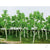 Woods Edge Trees, Pastel Green, HO-Scale, (14 per pack)